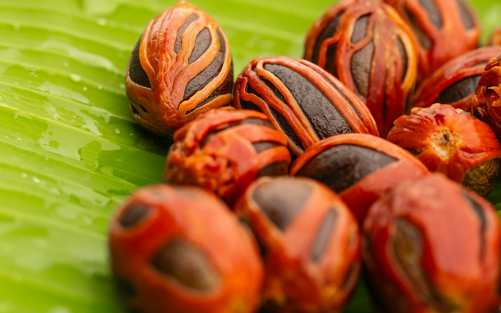 Fresh nutmeg wrapped in red mace, Grenada's signature spice