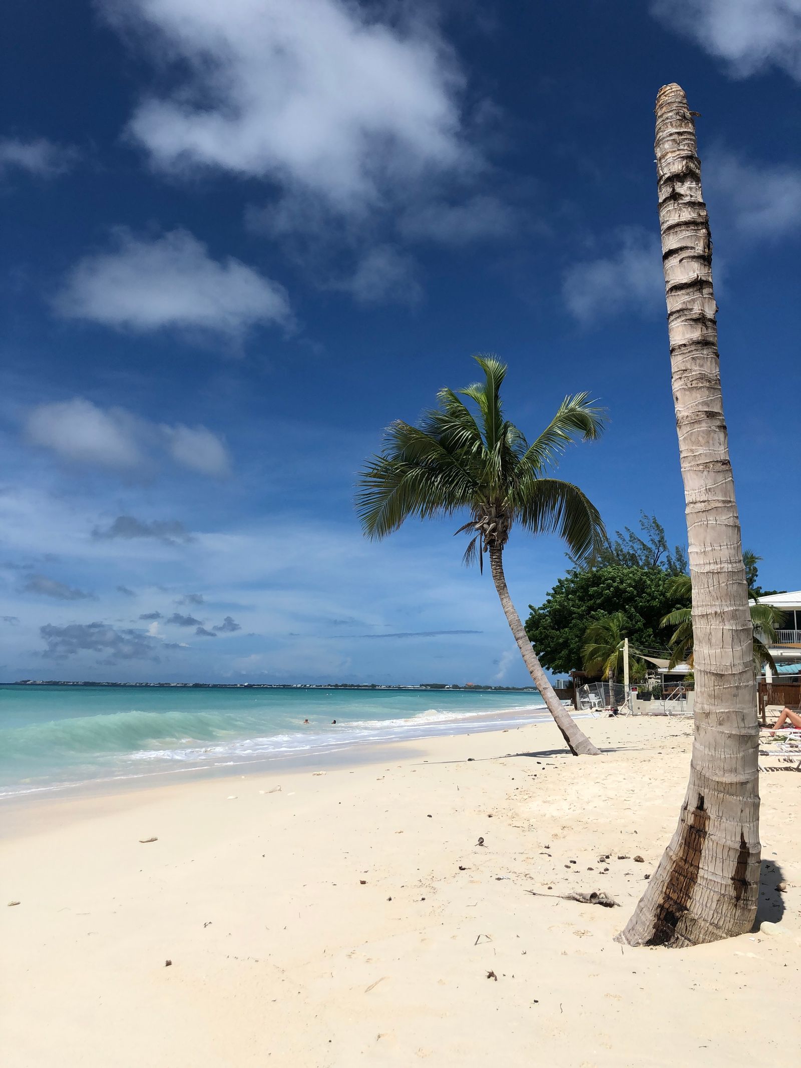 Palm trees on a white-sand beach in the Cayman Islands