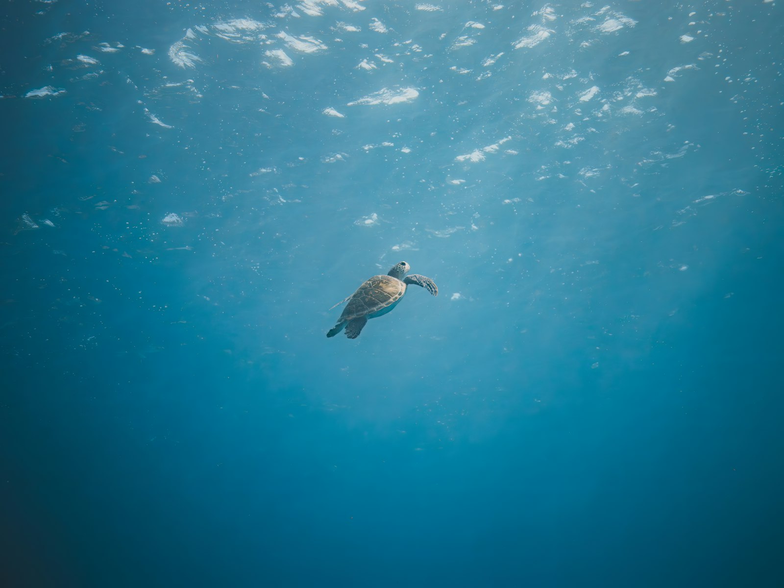 Juvenile sea turtle in clear water off St Barthelemy
